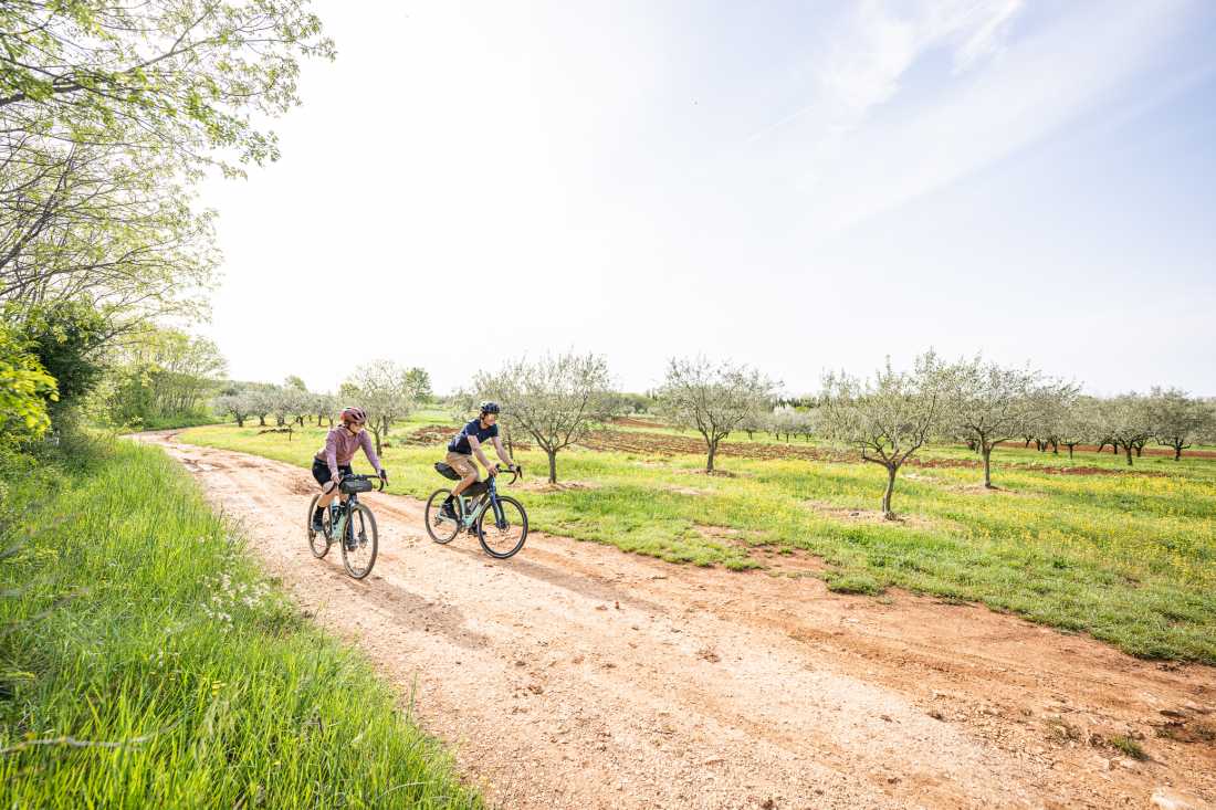 Cycling past olive groves on the Parenzana Cycle Trail