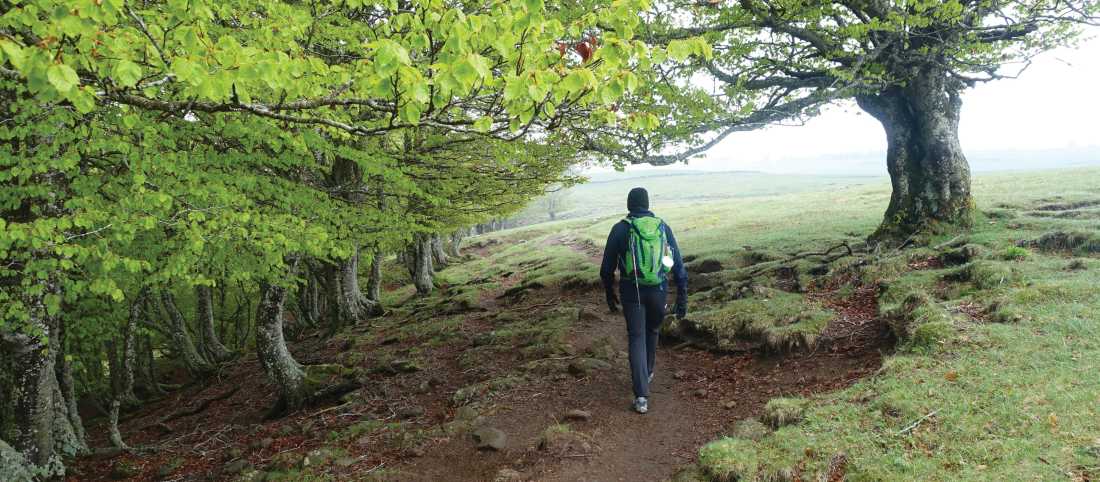 The beech forests of the Aubrac high plateau |  Rob Mills
