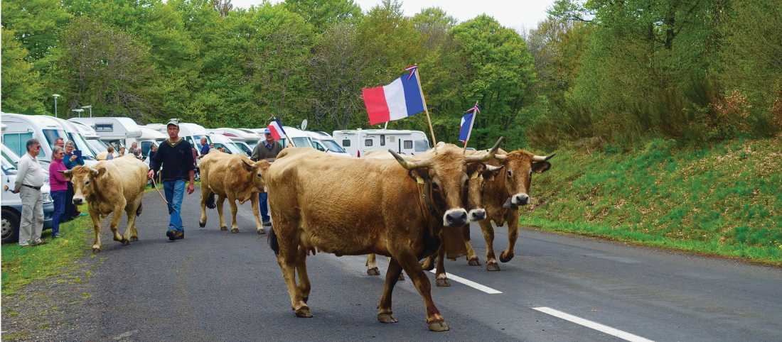 Aubrac cows during the transhumance festival |  Rob Mills