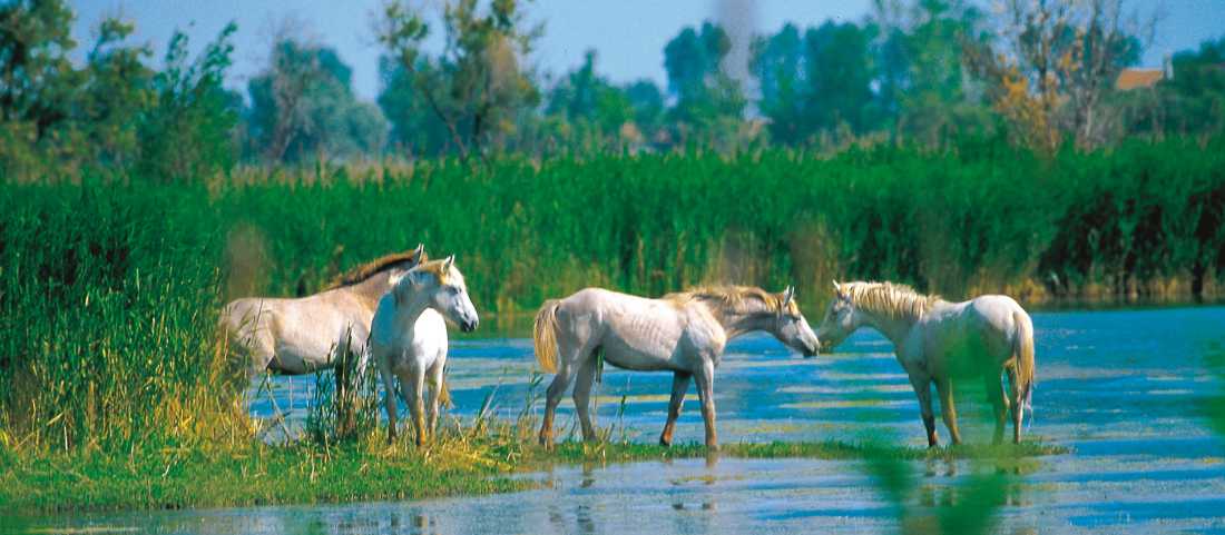 Horses in the Camargue, Provence, France