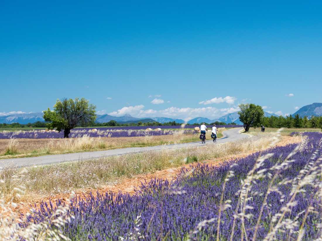 Cycle by gorgeous lavender fields in Provence