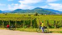 Exploring the Alsatian Wine Route in France