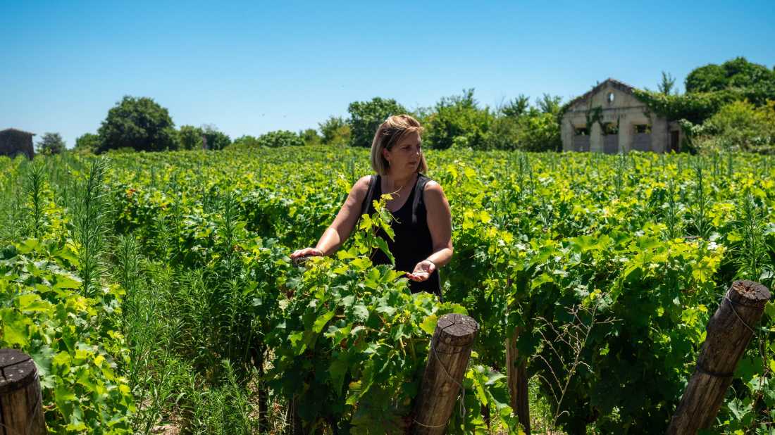 Walk among the vineyards of Bordeaux in France