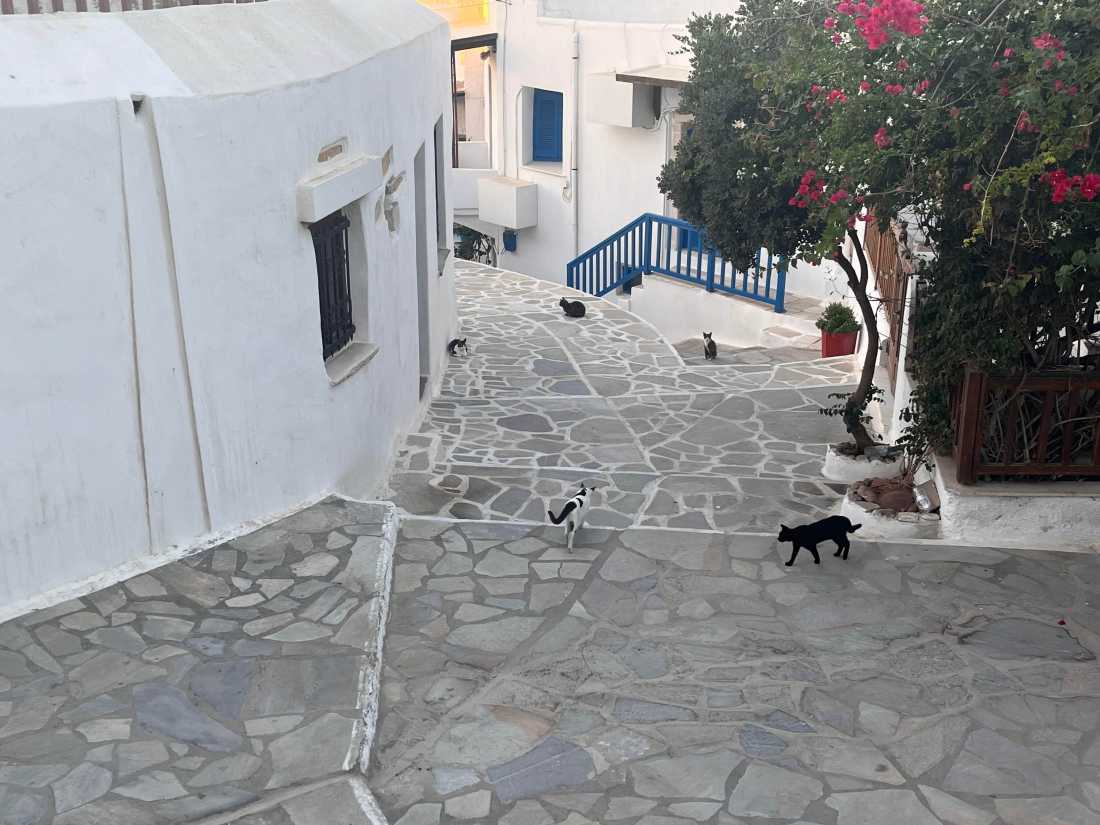 Cats in the alleyways of Chora, Naxos |  Mélodie Théberge