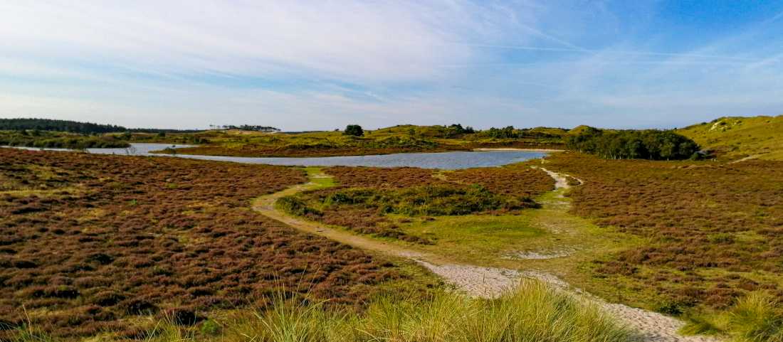 Scenes of Dunes near the North Sea Coast