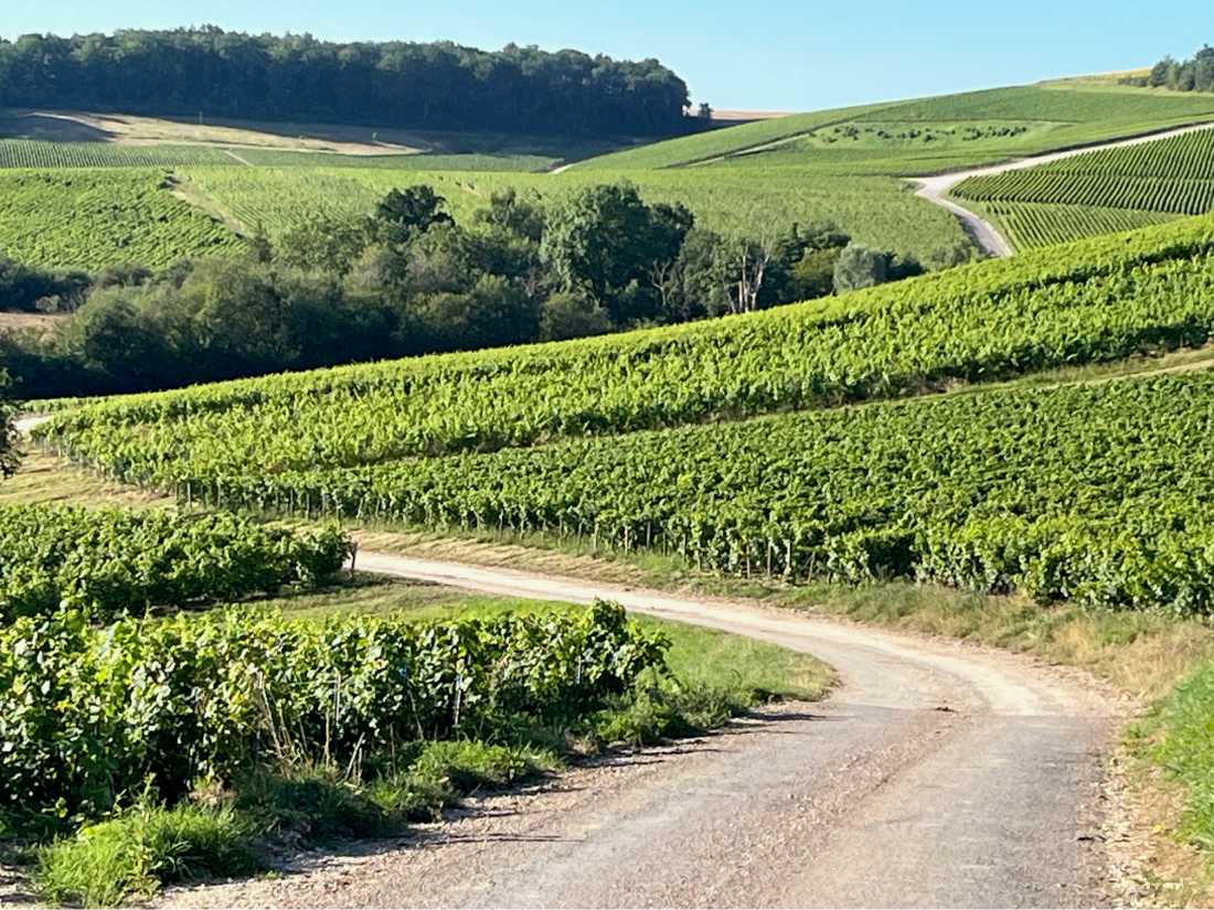 In Champagne country |  Jennifer Andrewes