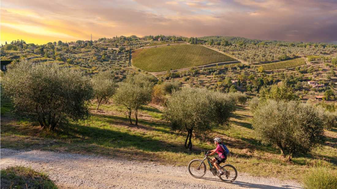 Gorgeous bike paths lined with olive trees in Tuscany