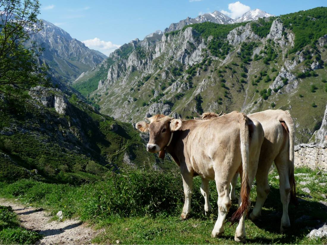 A cow's heaven  - the Picos de Europa