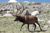 Elk spotting in the Rocky Mountains