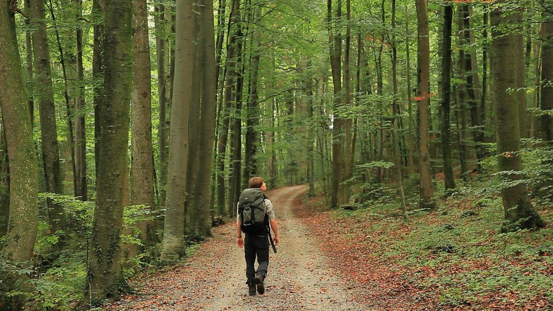 Walking through the Beech Forests of Bavaria | <i>Will Copestake</i>