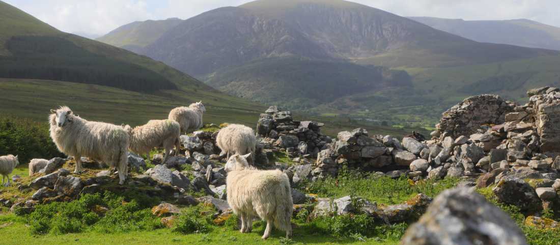 Sheep and Snoowdonia |  John Millen