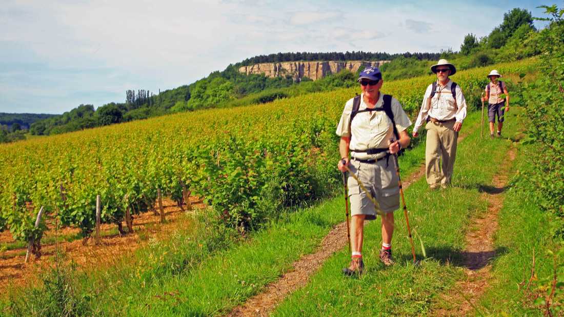 Walking by the vineyards near Nolay |  John Millen