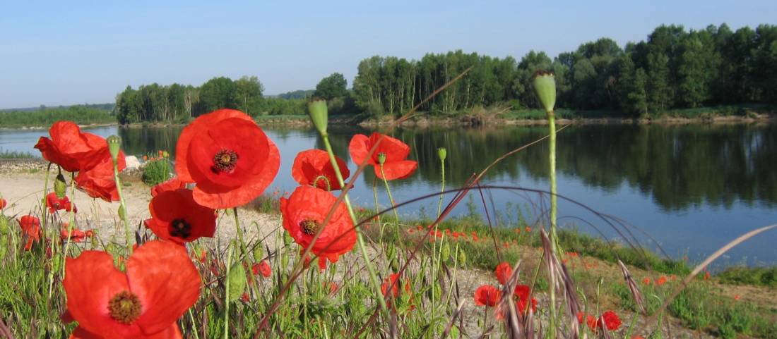 Poppies adorn the path along the Loire River | <i>John Millen</i>
