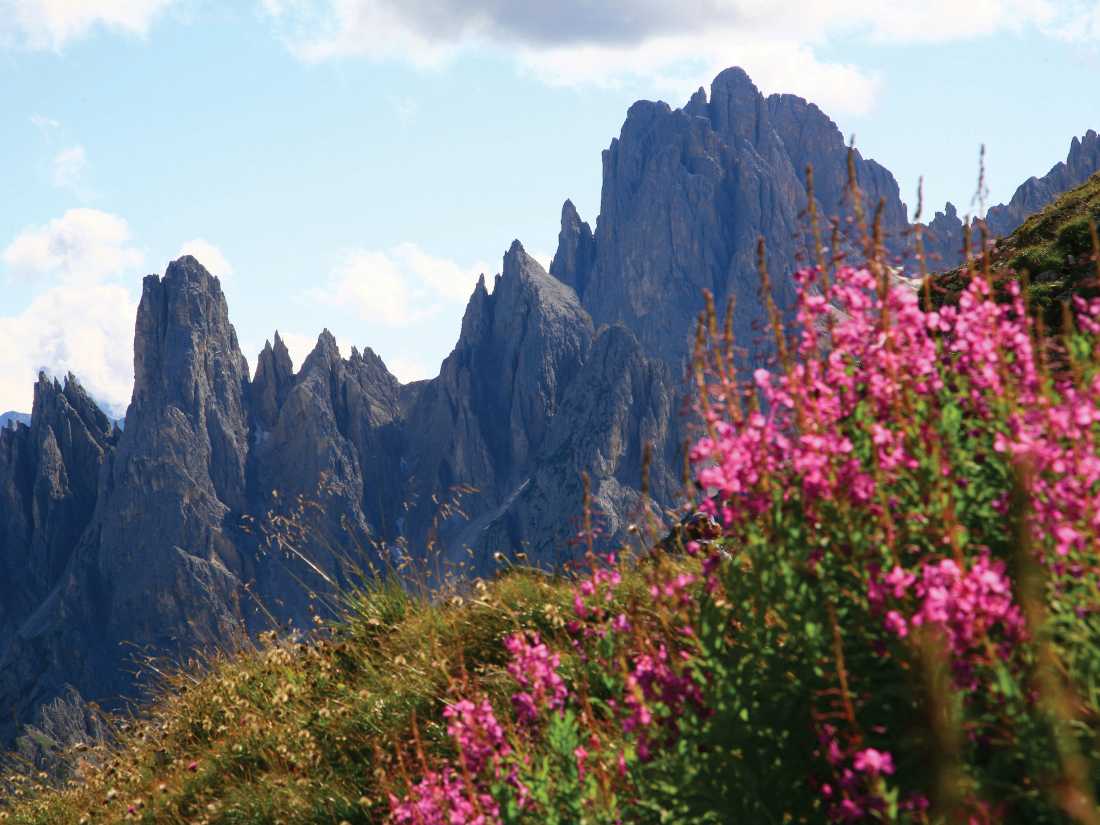Dolomites in bloom